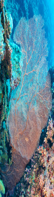 Coral Reef Silk Scarf – Ocean-Inspired Art Print