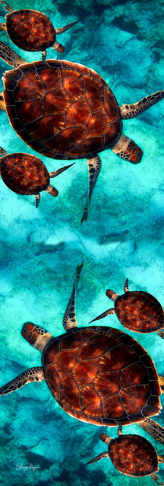 Ocean Drift Silk Scarf – Sea Turtle Art Print