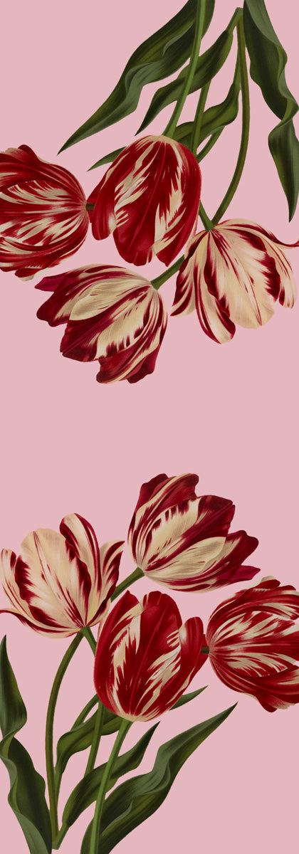 Blush Garden Tulip Cotton Modal Scarf