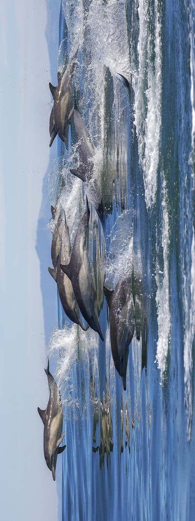 Ocean Leap Modal Silk Scarf – Dolphin Motion Art Print